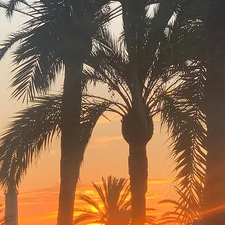 Palmeras Puerto Paraiso